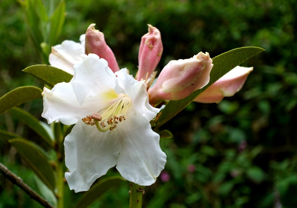 Rhododendron maddenii (Rhododendron polyandrum) - Trebah Garden - Cornwall, England - DSC01376