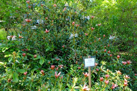Rhododendron maddenii (Rhododendron polyandrum) - Caerhayes Castle gardens - Cornwall, England - DSC03008