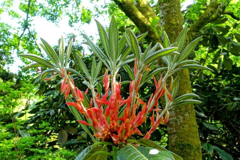 Rhododendron macabeanum hybrid - Trengwainton Garden - Cornwall, England - DSC02600