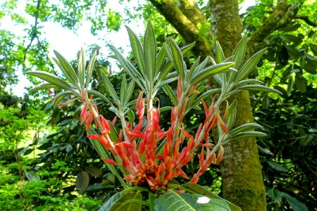 Rhododendron macabeanum hybrid - Trengwainton Garden - Cornwall, England - DSC02600