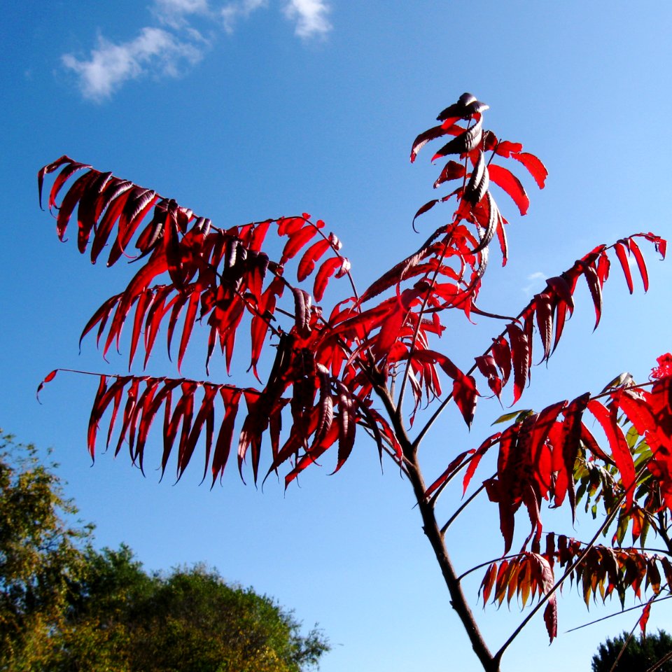 Rhus typhina 2019-11-02 South Side 01