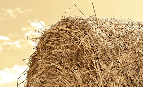 Agriculture round bales field