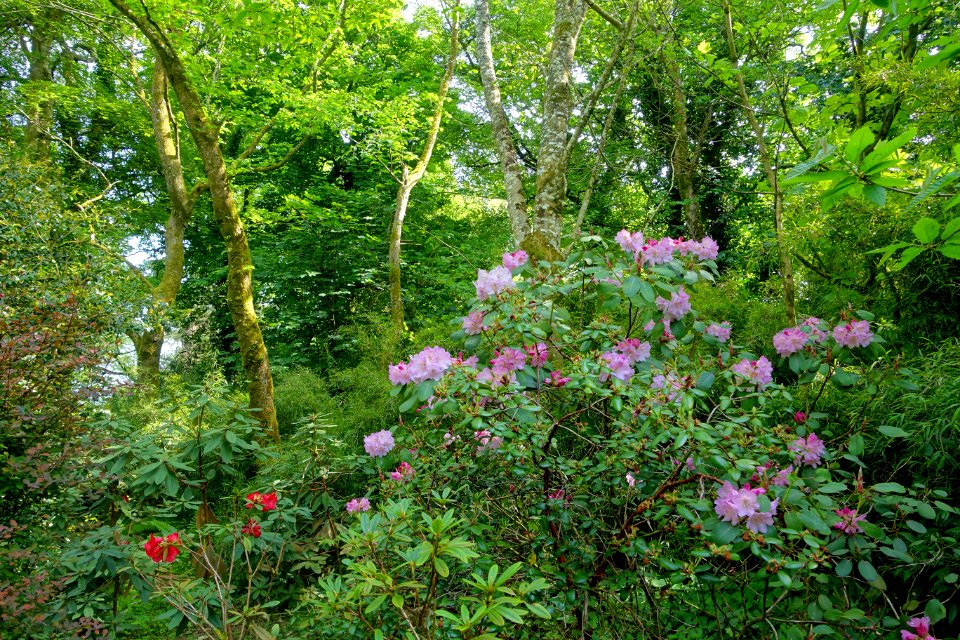 Rhododendrons - Trengwainton Garden - Cornwall, England - DSC02532