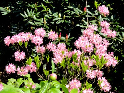 Rhododendrons, Botanischer Garten München-Nymphenburg - DSC07756