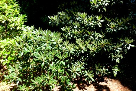 Rhododendron traillianum - UBC Botanical Garden - Vancouver, Canada - DSC08160