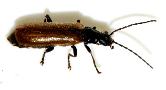 Rhagonycha-nigripes-04-fws