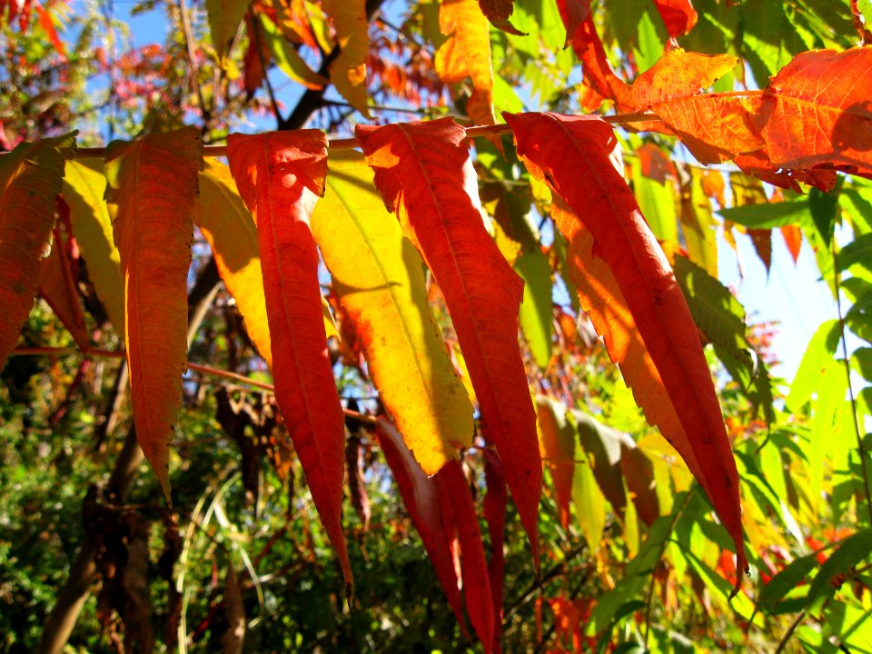 Rhus typhina 2019-11-02 South Side 03
