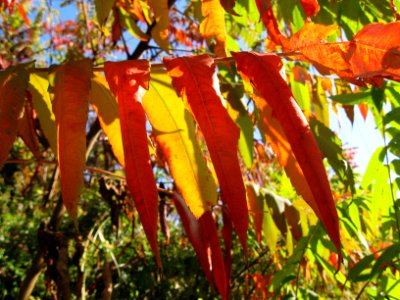 Rhus typhina 2019-11-02 South Side 03