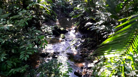 Riacho no Parque Natural Municipal do Trabiju 1