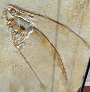 Rhamphorhynchus muensteri, Solnhofen, Germany, Late Jurassic - Royal Ontario Museum - DSC00041