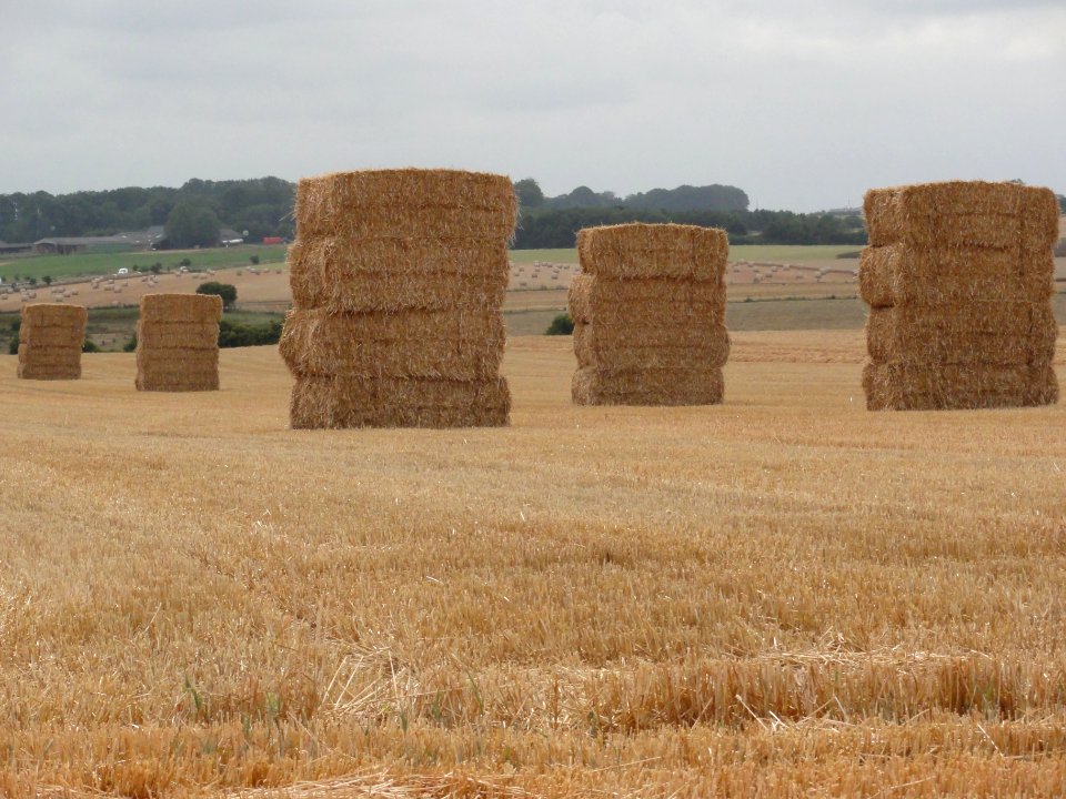 Ricarville (Seine-Mar.) paysage (02)