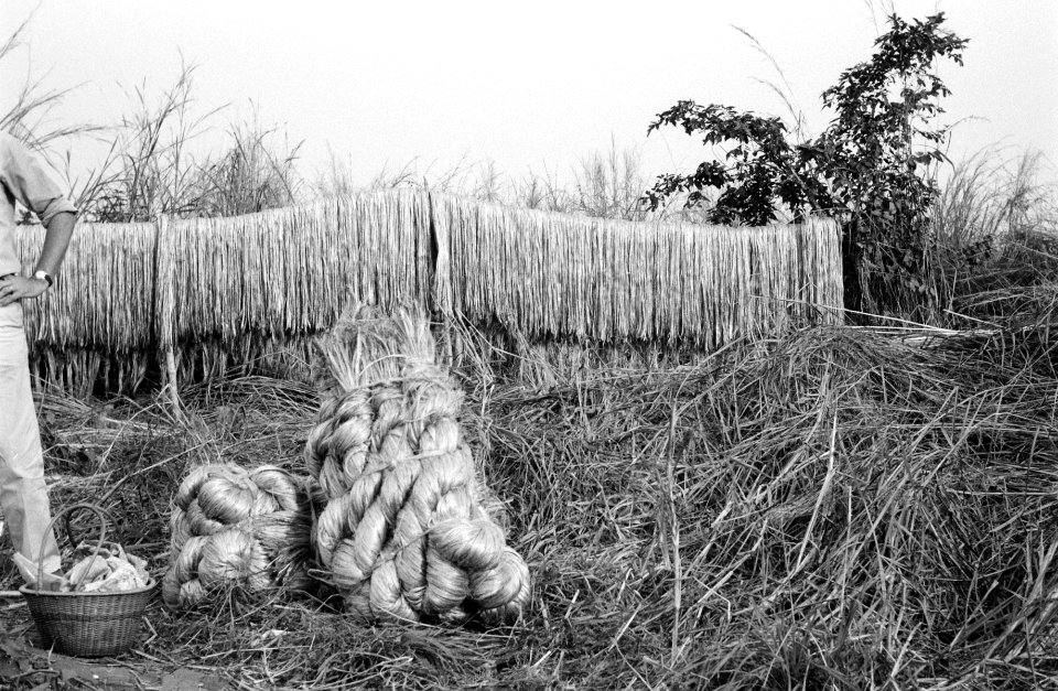 Riet, Bestanddeelnr 251-3721