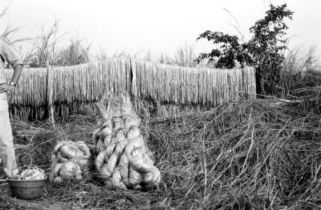 Riet, Bestanddeelnr 251-3721