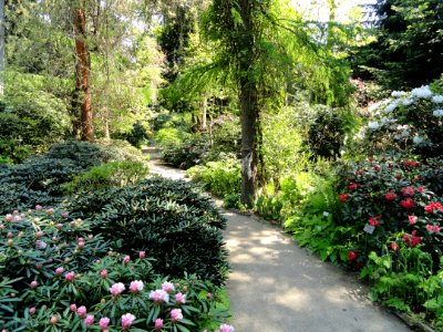 Rhododendrons, Botanischer Garten München-Nymphenburg - DSC07761
