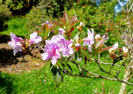 Rhododendron zaleucum - Caerhayes Castle gardens - Cornwall, England - DSC03174