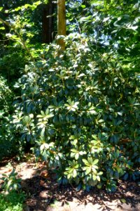 Rhododendron wiltonii - VanDusen Botanical Garden - Vancouver, BC - DSC07055