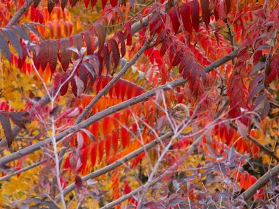 Rhus typhina, 2020-11-10, Mount Washington, 02