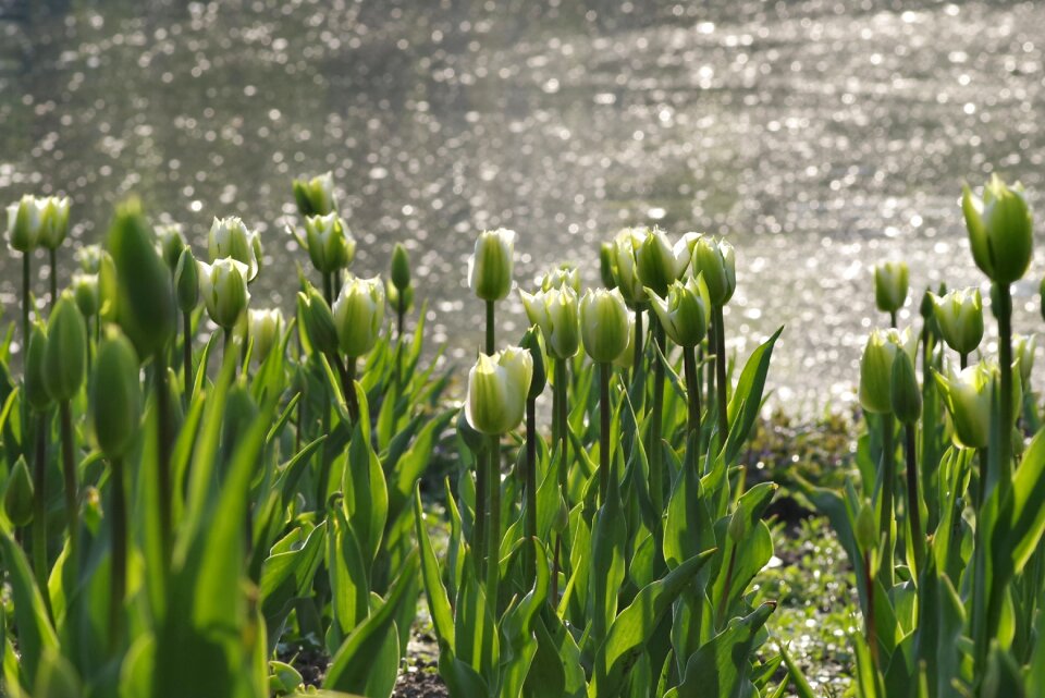 Pond tulip spring