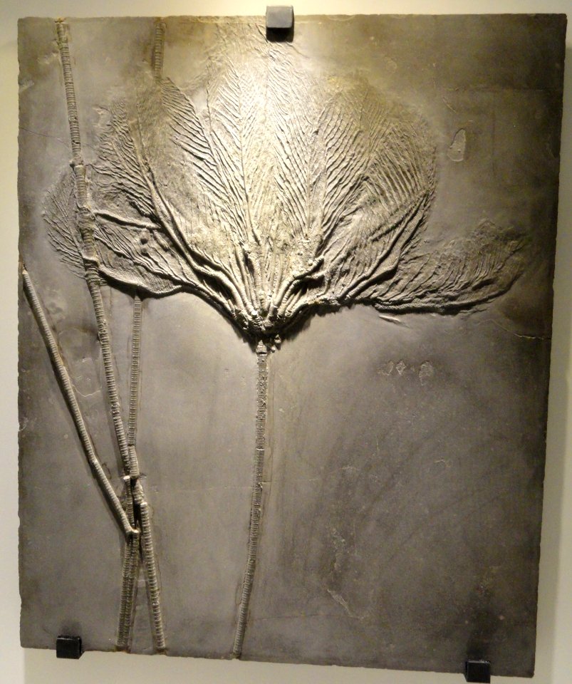Rhenocrinus ramosissimus, view 1, crinoid, Early Devonian, Hunsruck Slate, Bundenbach, Rhineland-Palatinate, Germany - Houston Museum of Natural Science - DSC01705