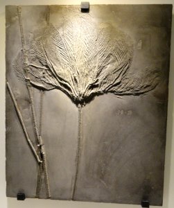 Rhenocrinus ramosissimus, view 1, crinoid, Early Devonian, Hunsruck Slate, Bundenbach, Rhineland-Palatinate, Germany - Houston Museum of Natural Science - DSC01705