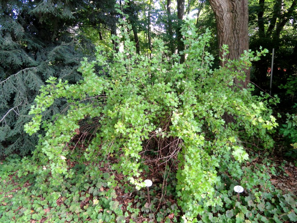 Ribes aureum - Botanischer Garten, Frankfurt am Main - DSC02565