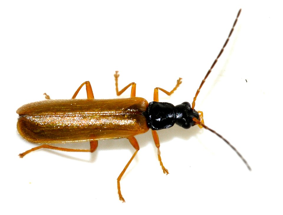 Rhagonycha-lignosa-17-fws