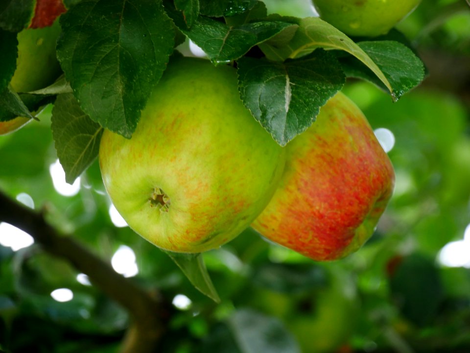 Rheinischer Winterrambur Freilichtmuseum Roscheider Hof, Frucht H2