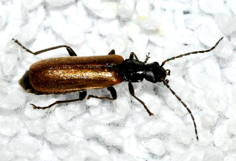 Rhagonycha-nigripes-02-fws