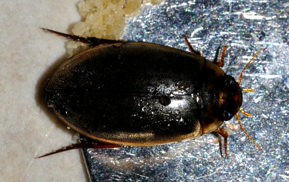 Rhantus-suturalis-02-fws