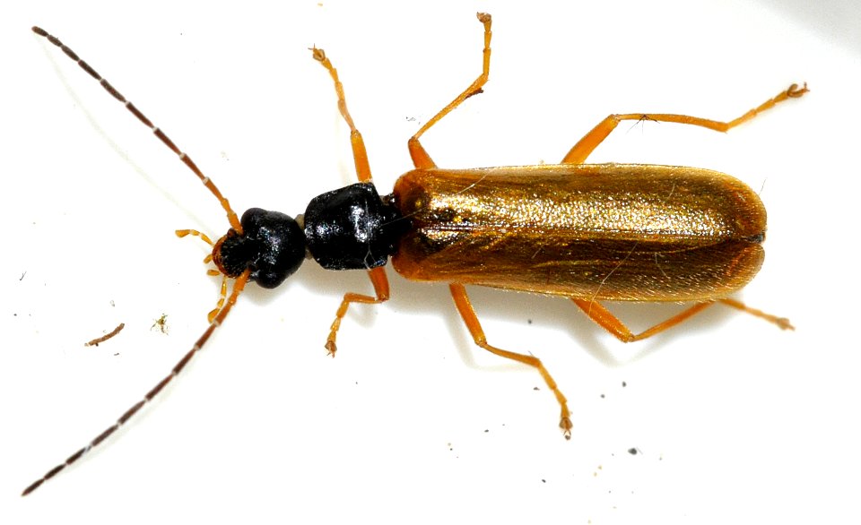 Rhagonycha-lignosa-10-fws