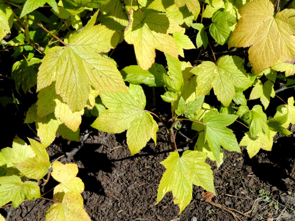 Ribes triste - Botanical Garden in Kaisaniemi, Helsinki - DSC03510