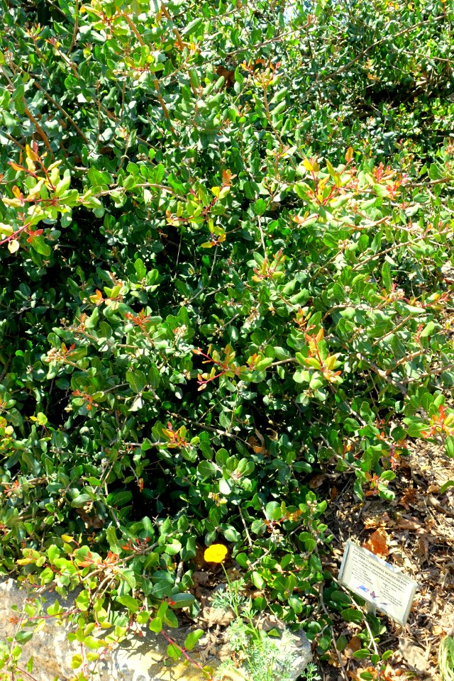 Ribes speciosum - Manhattan Beach Botanical Garden - Manhattan Beach, CA - DSC01237
