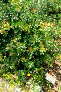 Ribes speciosum - Manhattan Beach Botanical Garden - Manhattan Beach, CA - DSC01237