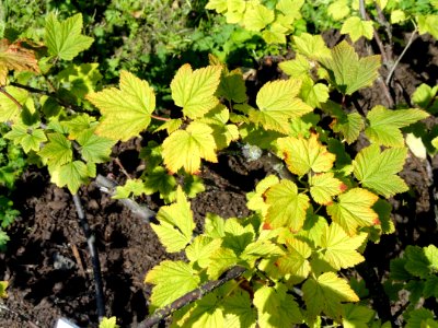 Ribes petraeum - Botanical Garden in Kaisaniemi, Helsinki - DSC03494
