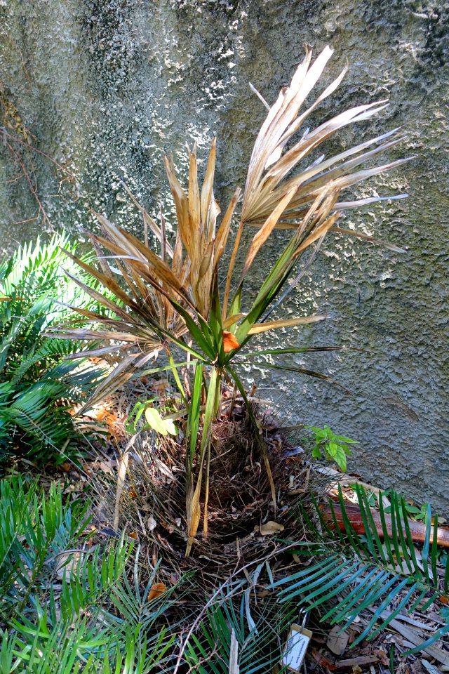 Rhapidophyllum hystrix - Marie Selby Botanical Gardens - Sarasota, Florida - DSC01750