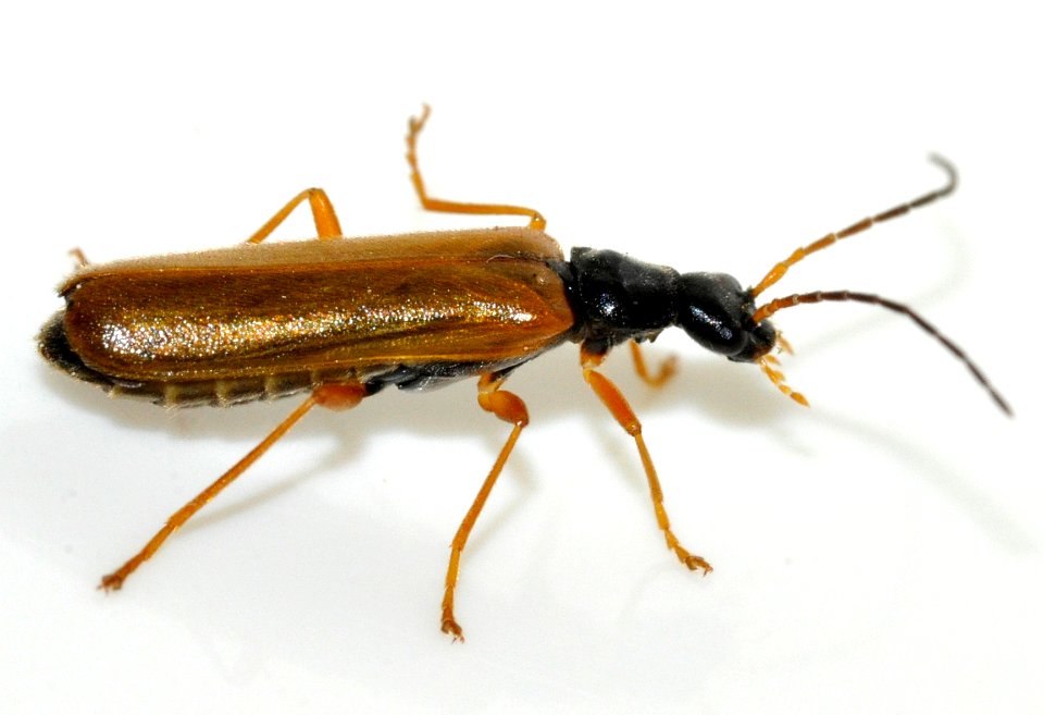 Rhagonycha-lignosa-12-fws