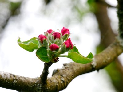 Rheinischer Winterrambur Freilichtmuseum Roscheider Hof, Knospen H1