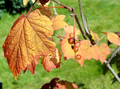 Ribes mandshuricum - Botanical Garden in Kaisaniemi, Helsinki - DSC03514