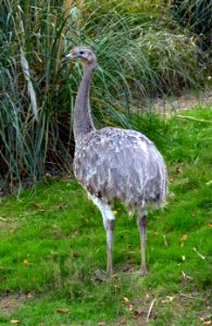 Rhea pennata Parc des Oiseaux 21 10 2015 1
