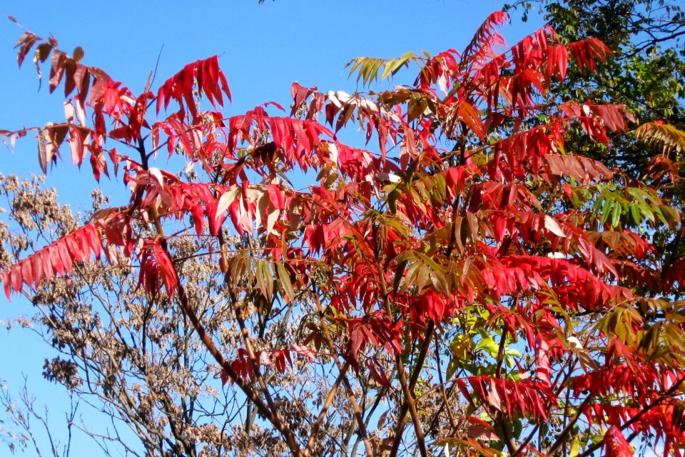 Rhus typhina 2019-11-02 South Side 02