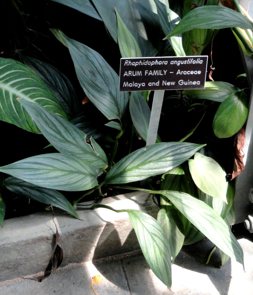 Rhaphidophora sylvestris (Rhaphidophora angustifolia) - United States Botanic Garden - DSC09590