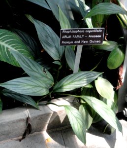 Rhaphidophora sylvestris (Rhaphidophora angustifolia) - United States Botanic Garden - DSC09590