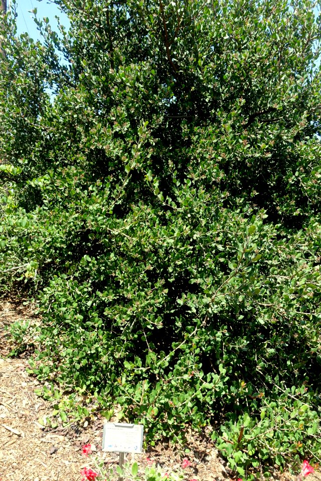 Rhus integrifolia - Manhattan Beach Botanical Garden - Manhattan Beach, CA - DSC01294