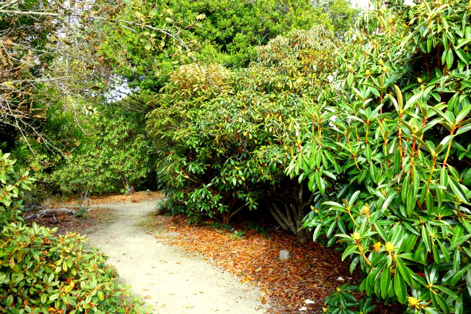 Rhododendrons - Mendocino Coast Botanical Gardens - DSC02223