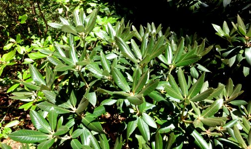 Rhododendron traillianum - UBC Botanical Garden - Vancouver, Canada - DSC08163