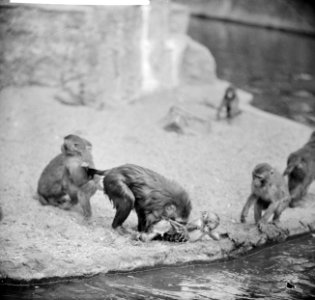Rhesus-apen in Artis, Bestanddeelnr 913-9487