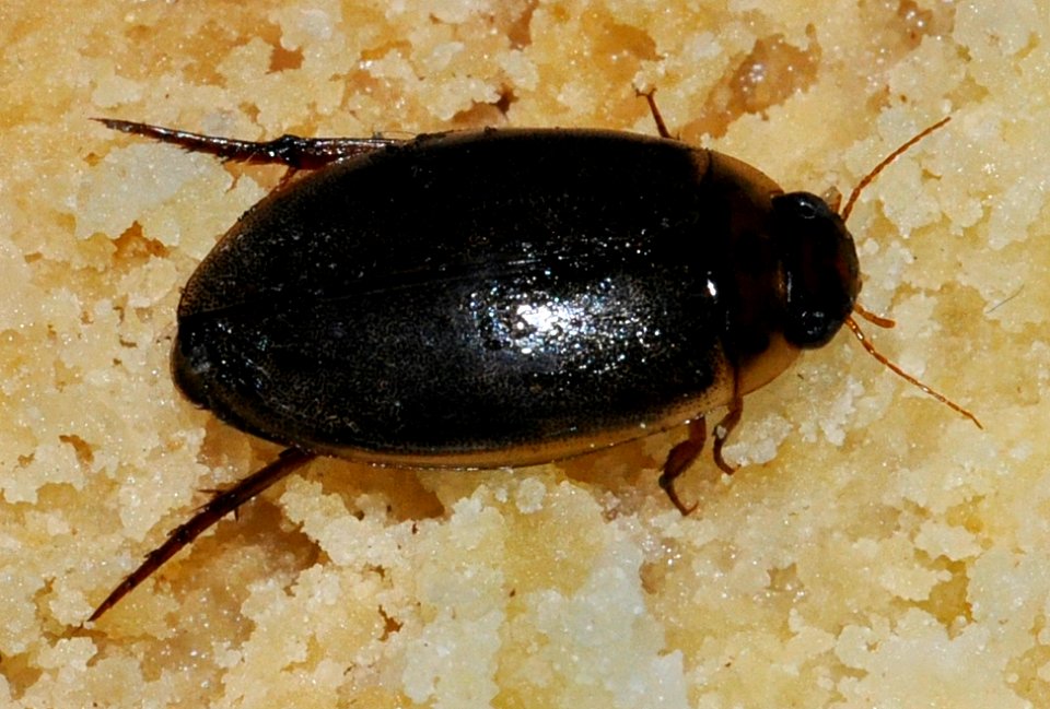 Rhantus-suturalis-04-fws