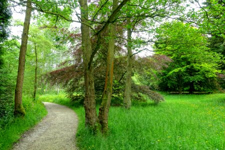 RHS Garden Harlow Carr - North Yorkshire, England - DSC01430