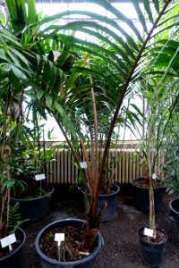Rhopalostylis baueri (Rhopalostylis cheesemanii) - Botanischer Garten - Heidelberg, Germany - DSC01193