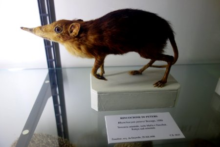 Rhynchocyon petersi - Museo Civico di Storia Naturale Giacomo Doria - Genoa, Italy - DSC02751